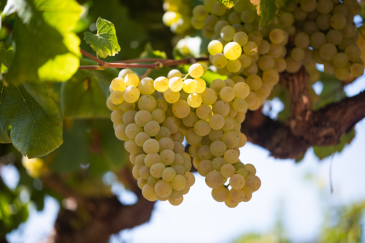 Grape Juice Concentrate